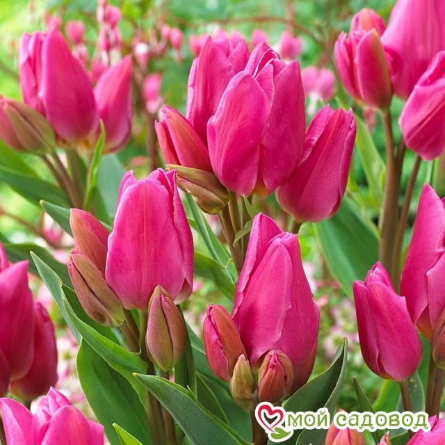 Тюльпан многоцветковый Пурпл Букет