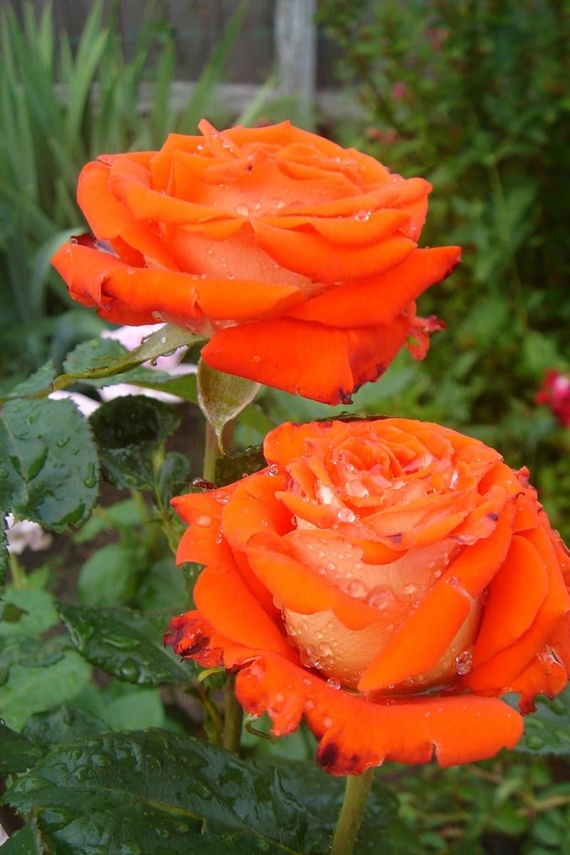 Все Сорта Саженец - купить с доставкой по выгодным ценам в интернет-магазине OZO