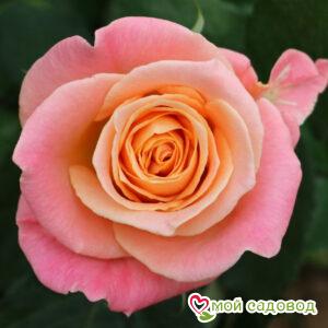 Роза чайно-гибридная Мисс Пигги