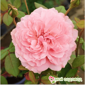 Роза чайно-гибридная Свит Антик