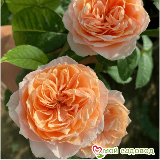 Роза чайно-гибридная Вувузела