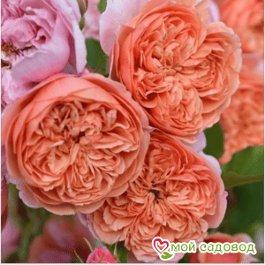 Роза Чайно-гибридная Чиппендейл