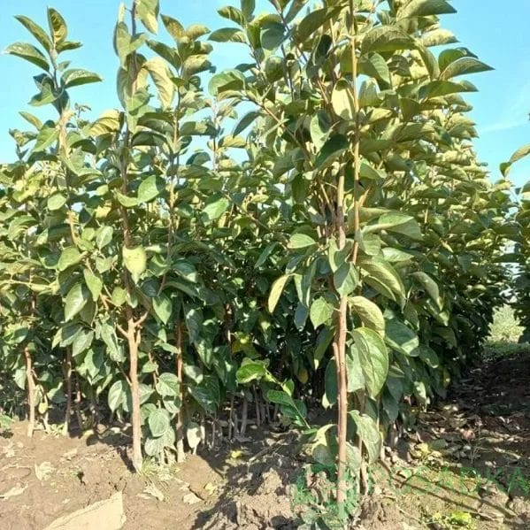 Хурма Бычье Сердце